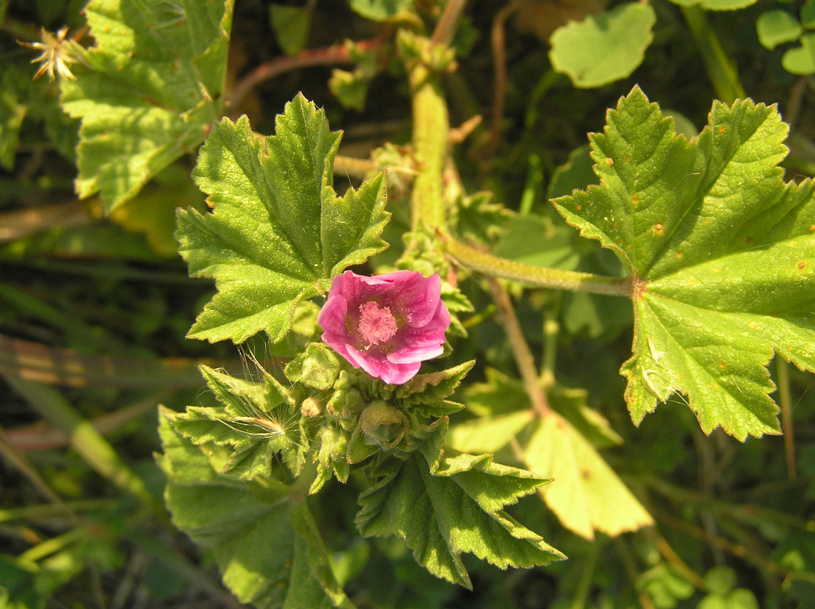 Cagliaritano: Solanum, Anagallis e  Malva.